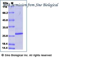Sino Biological 40552-V08B image 1