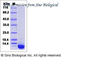 Sino Biological 50070-M08Y image 1