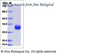 Sino Biological 50300-M07H image 1