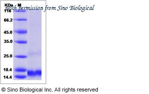Sino Biological 50627-M07E image 1