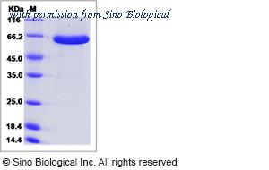 Sino Biological 50631-M07H image 1