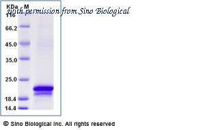 Sino Biological 50704-M08B image 1