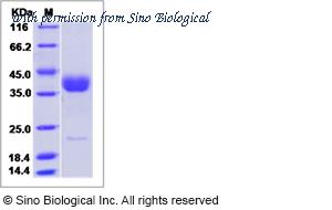 Sino Biological 50712-MCCH image 1