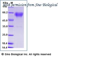 Sino Biological 50730-M08B image 1