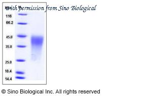 Sino Biological 50755-M08H image 1