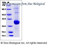 Sino Biological 50869-M08H image 1