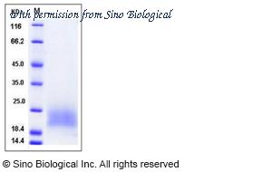 Sino Biological 50895-M08H image 1