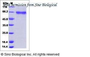 Sino Biological 50944-M08H image 1