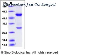 Sino Biological 50951-M02H image 1