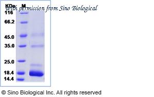 Sino Biological 50958-M08H image 1
