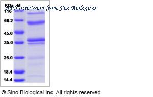 Sino Biological 50979-M08H image 1