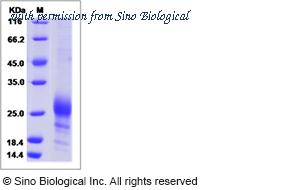 Sino Biological 51043-M07H image 1