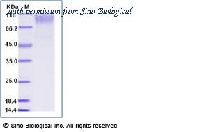 Sino Biological 51089-M08H image 1