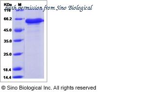Sino Biological 51125-M02H image 1