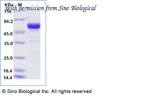 Sino Biological 51129-M04H image 1