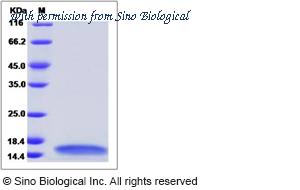 Sino Biological 51135-M07E image 1