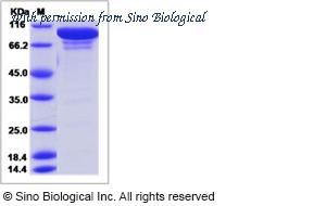 Sino Biological 51160-M02H image 1