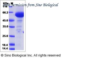 Sino Biological 51160-M08H image 1