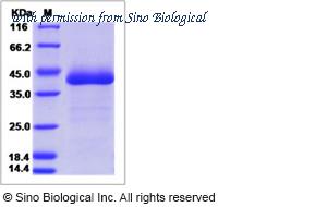 Sino Biological 51182-M08H image 1