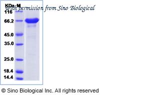 Sino Biological 51393-M08H image 1