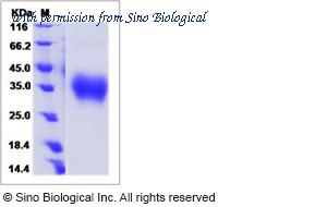 Sino Biological 51550-M08H image 1