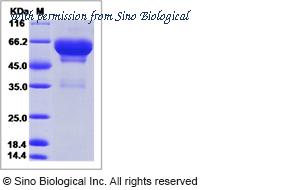 Sino Biological 51561-M08H image 1