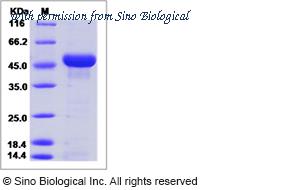Sino Biological 51928-M08H image 1