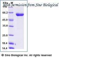 Sino Biological 52010-M08B image 1