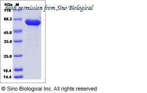 Sino Biological 52038-M08H image 1