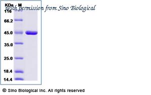 Sino Biological 52067-M07B image 1