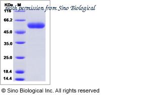 Sino Biological 52076-M08H image 1