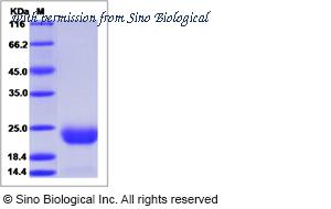 Sino Biological 52105-M08H image 1