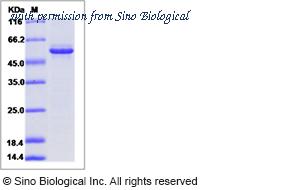 Sino Biological 52216-M08H image 1