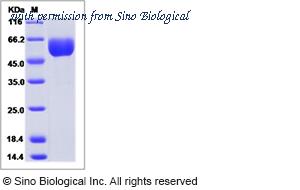 Sino Biological 52271-M08H image 1