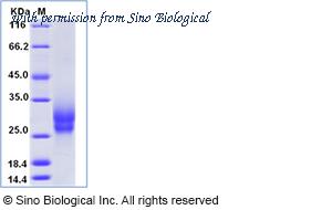 Sino Biological 52429-M08H image 1