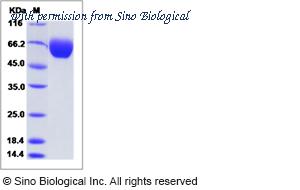 Sino Biological 52657-M08H image 1
