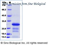 Sino Biological 53099-M08H image 1