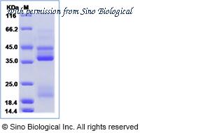 Sino Biological 53675-M08H image 1