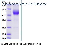 Sino Biological 57511-M05H image 1