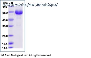 Sino Biological 5A7632-M02H image 1