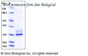 Sino Biological 60004-F08H image 1