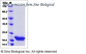 Sino Biological 62006-WNAE image 1