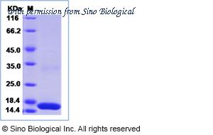 Sino Biological 65006-TNAE image 1