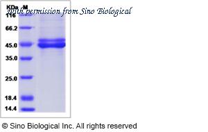 Sino Biological 65008-T08H image 1