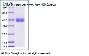 Sino Biological 65010-T08H image 1