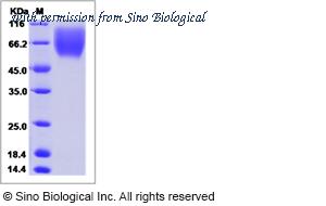 Sino Biological 65159-T08H image 1