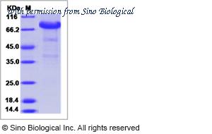 Sino Biological 65160-T02H image 1
