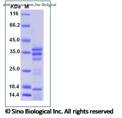 Sino Biological 69007-A08H image 1