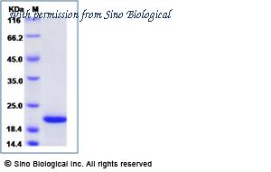 Sino Biological 69009-A08H image 1