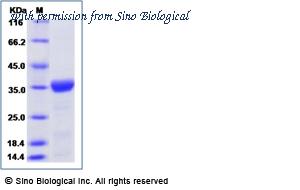 Sino Biological 69014-ANAE image 1
